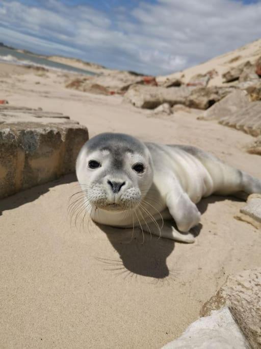 Berck Cozy D'Opale Charmant T1 Bord De Mer Cour Privee Et Clot Wifi 3 Pers Animaux Acceptes Gratuit 아파트 외부 사진