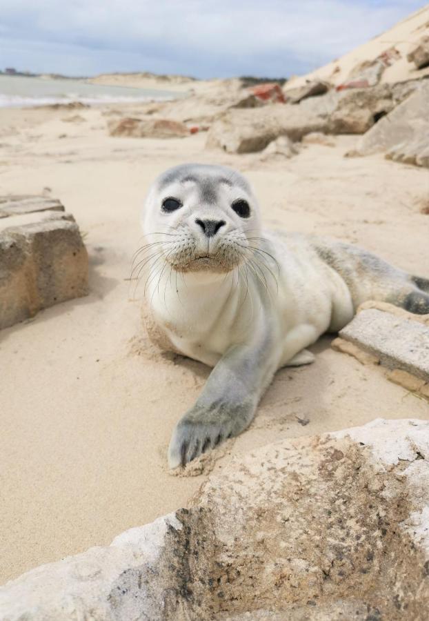 Berck Cozy D'Opale Charmant T1 Bord De Mer Cour Privee Et Clot Wifi 3 Pers Animaux Acceptes Gratuit 아파트 외부 사진